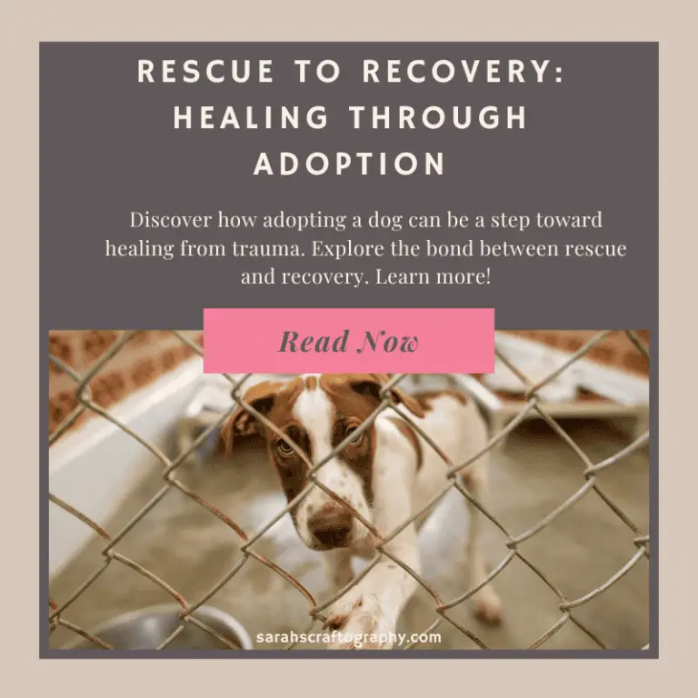 Rescue to Recovery: Healing Through Adoption